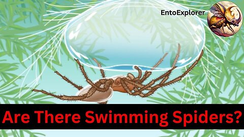 Do You Know About Ocean Spiders?