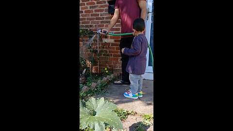 organic vegetables garden