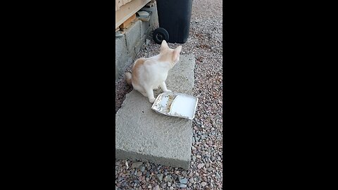 A Cat did share milk with his brother.why