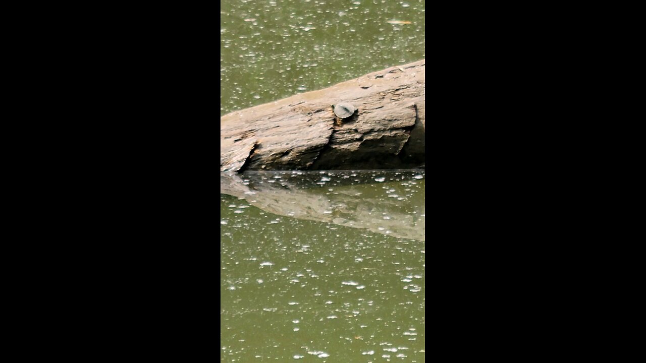 Baby Turtle