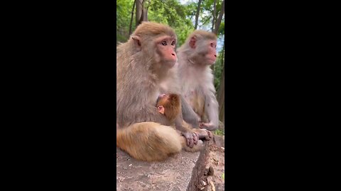 funny monkey video