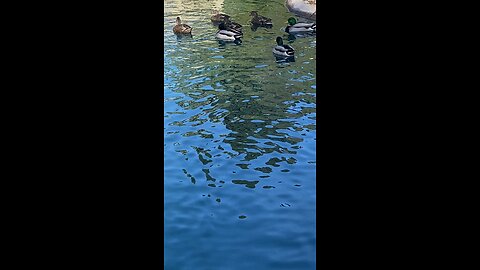 Mallard Ducks 🦆 #mallardducks #ducks #followme #shorts #viral #trending #duck