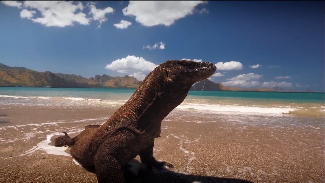 The Komodo Dragon_ The Largest Lizard on the Planet