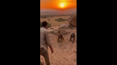 "Man vs Gorilla: Unexpected Encounter in the Jungle! 🐒🌿" #AfricanJungle #ManVsAnimal #monky