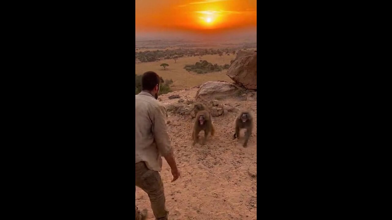 "Man vs Gorilla: Unexpected Encounter in the Jungle! 🐒🌿" #AfricanJungle #ManVsAnimal #monky