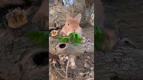 The little rabbit eats celery and is cute. Rabbit is a cute little pastoral pet.