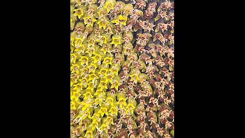 View from Suite #118