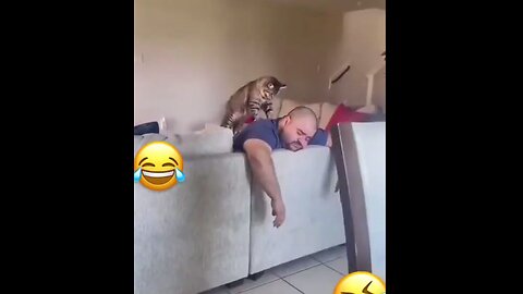 Rescue cats😂😂😂