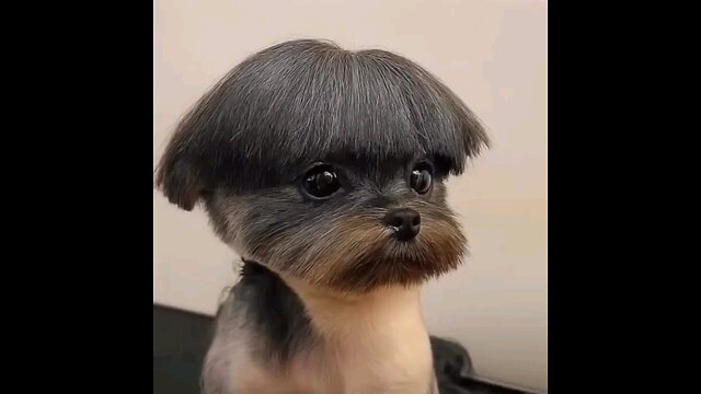 कोई मेरी फोटो खिच दो