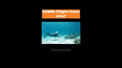 Diver Approaches Giant Shark… But What the Shark Does Next Is UNBELIEVABLE