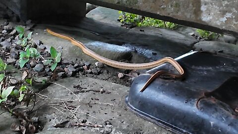 Beware of snakes at the hop out