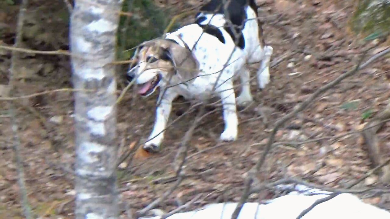 Bandit