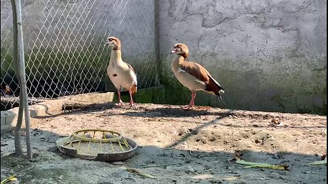 duck baby