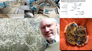 Try fast. Jewish censorship backfires. Israeli pedo-minister. Thou/you. 2 AfDs! Wagenburgen tech