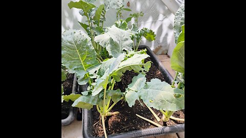 Vegan collard greens