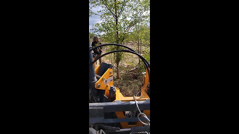 how to digging birch with tree spade