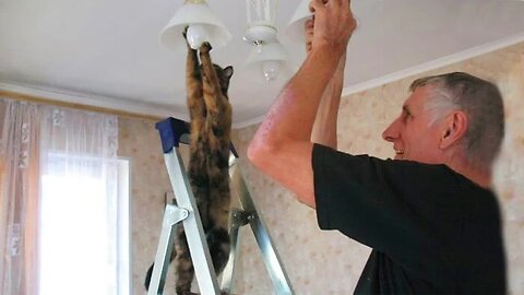 “Let Me Help You, Daddy!!” - Cats Are The Best Friends of Humans