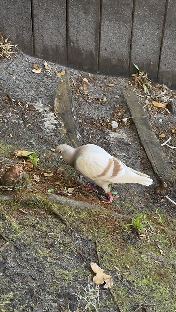 Pale Gray Visitor: Rock Pigeon at Home on the St. Johns