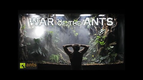 The Start of an ANT WAR in My Giant Rainforest Vivarium