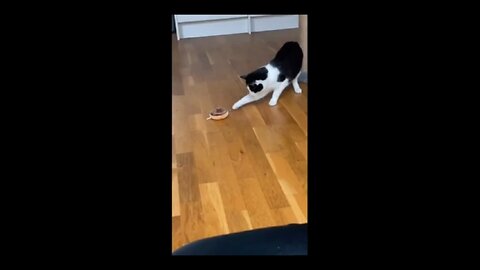 funny animal videos