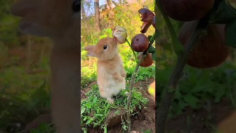 Rabbit eating figs Cute pet debut plan Rabbit Pastoral cute pet