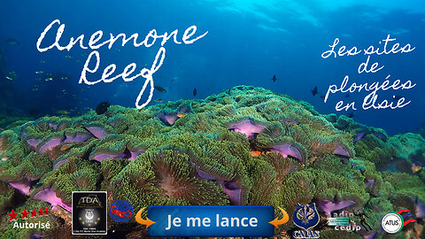 🚢💥 Anémone Reef, Phuket, Un Jardin Floral Sous les Vagues