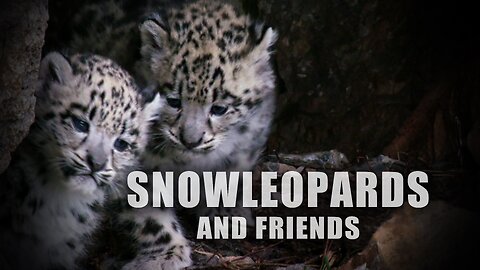 Snow Leopards and Friends