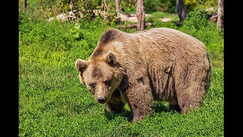 Bear Kills Man in Slovakia! 🚨🐻 | Shocking Attack Near Detva