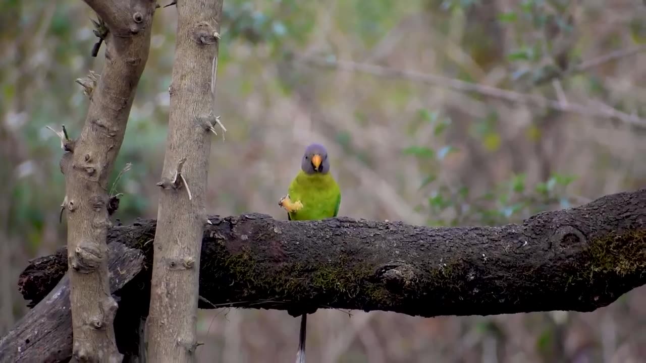 Not just humans… even birds can be opportunists