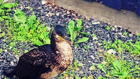 The bird that wouldn´t leave - a song about a Cormorant