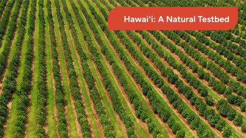 Hawai'i's Quiet AI Revolution