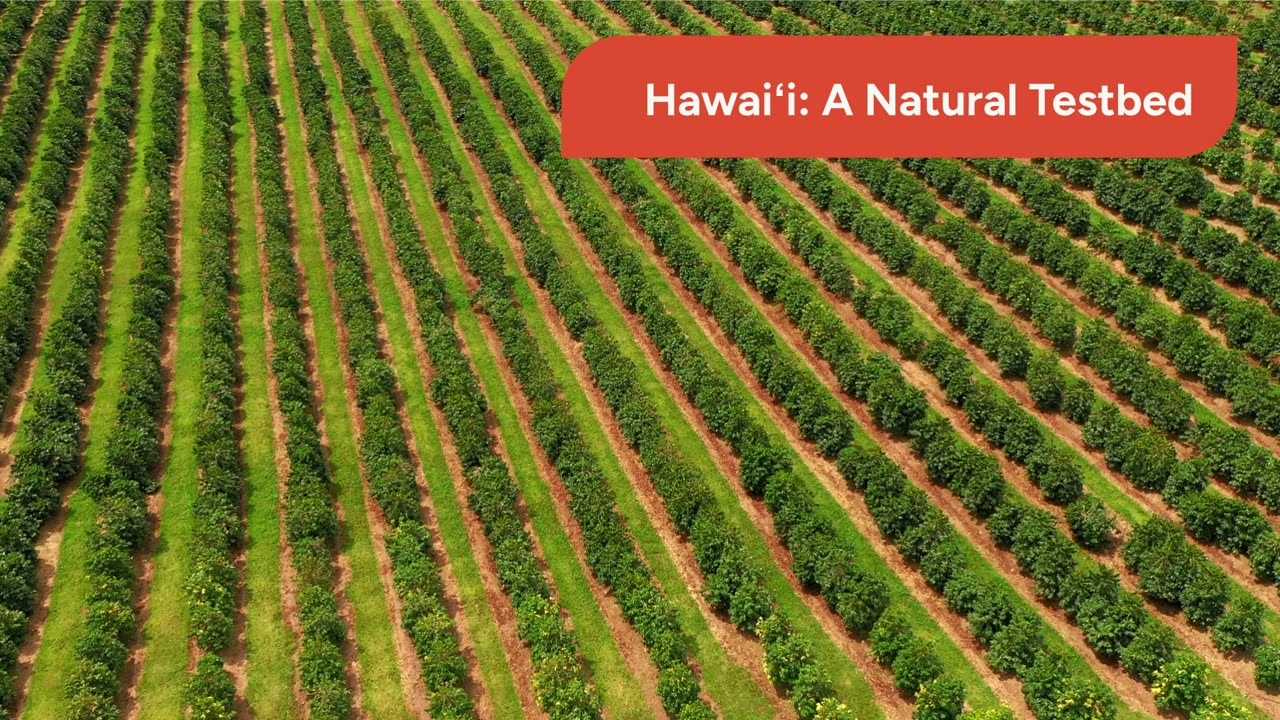 Hawai'i's Quiet AI Revolution