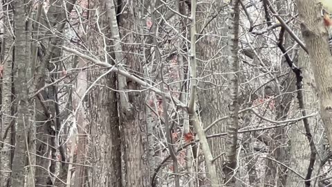 Male red belied woodpecker