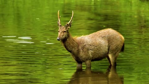 Amazing Wild Animals Collection