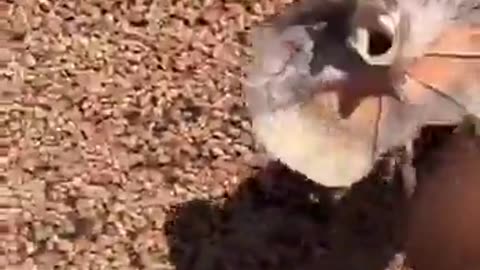 🤣⚡ Blink and You'll Miss It! That Was FAST | FunFM