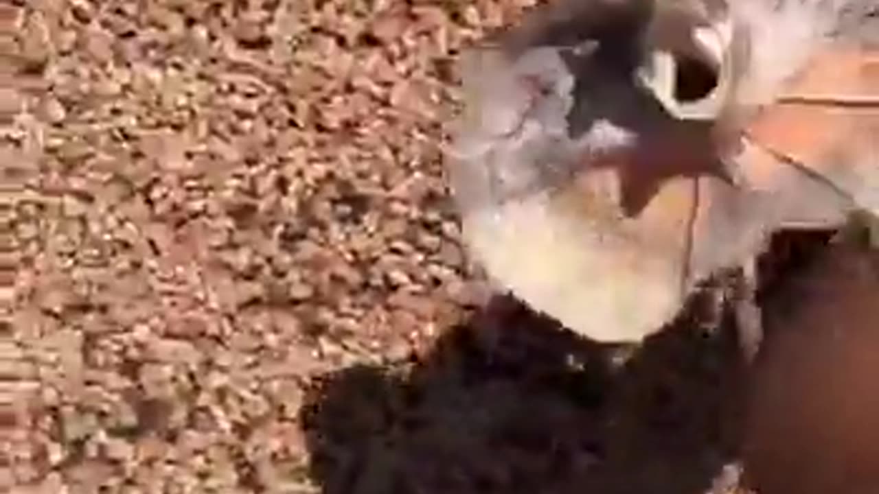 🤣⚡ Blink and You'll Miss It! That Was FAST | FunFM