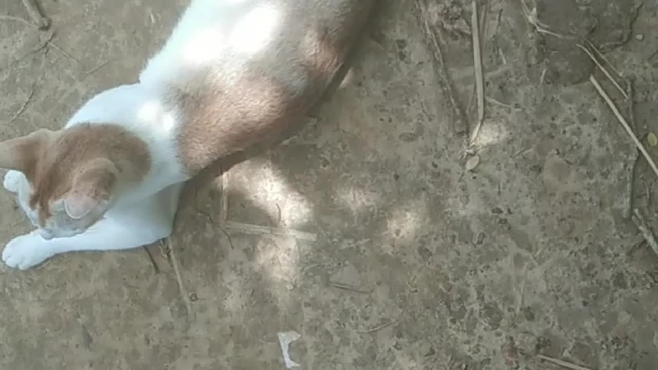 Village cat