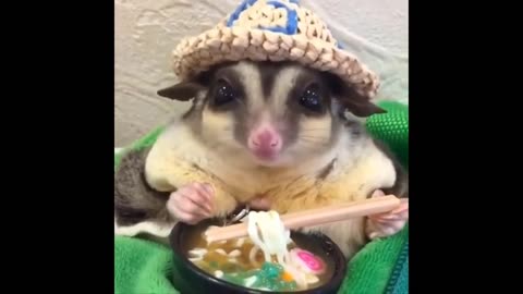 funny video