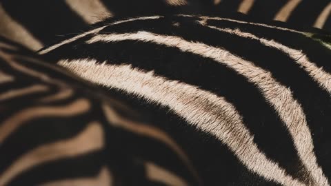 ‎A Zebra s Journey Through The Wild | Nature s Great Migrations | BBC Earth