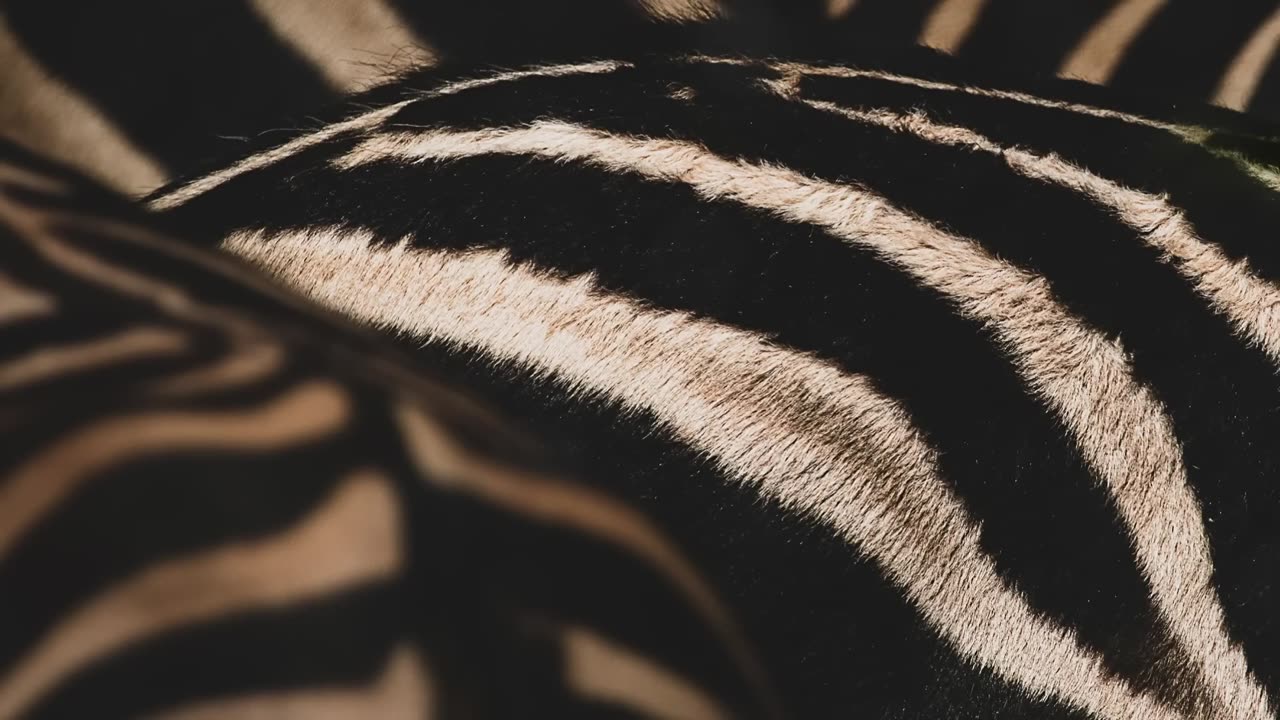 ‎A Zebra s Journey Through The Wild | Nature s Great Migrations | BBC Earth