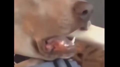 🐕 Ultimate Funny Animal Video Compilation for Non-Stop Laughter 🤣 | #shorts #funnyshorts