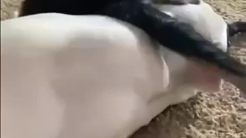 Best friends chilling
