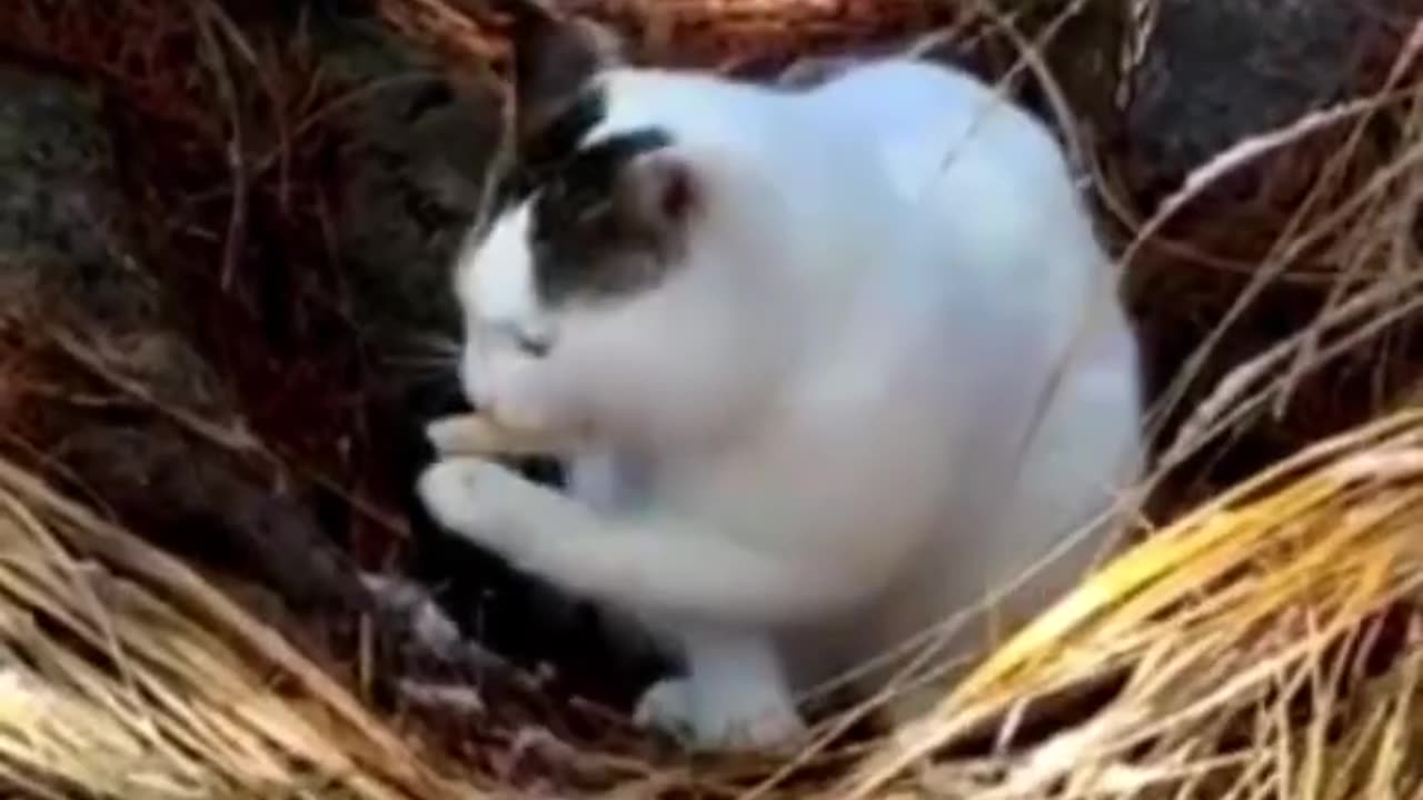 Cat Catcher