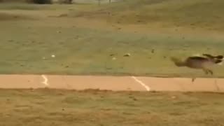 🤯🔥 Watch a Bird's Hilarious Surprise with Bouncing Golf Balls! | FunFM