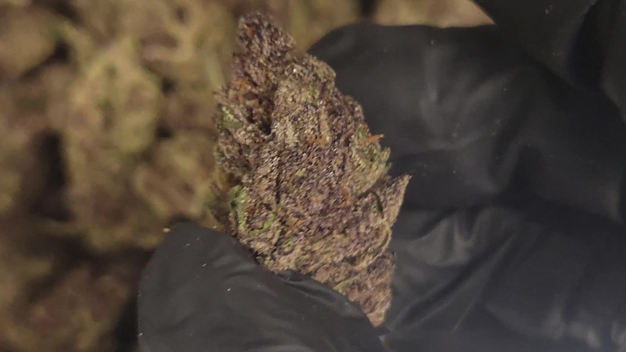 GORILLA SKUNK THCA FLOWER