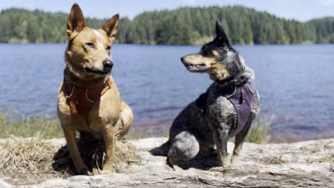 posing patiently at the lake 32094908234098