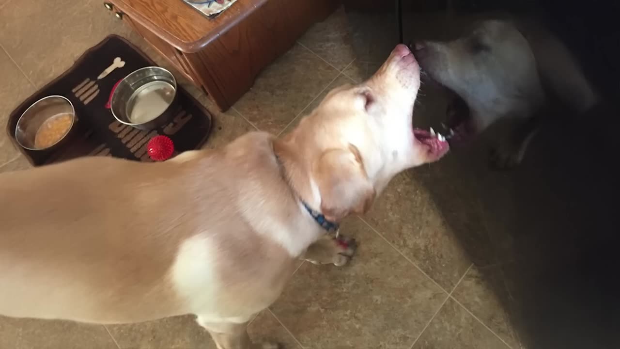 These weird dogs will have you rolling! 🤣🐶