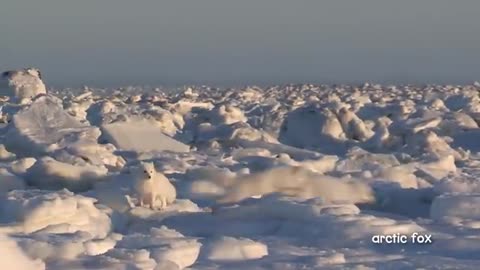 A Walk in the Arctic for Kids _ Educational Video for Early Learners