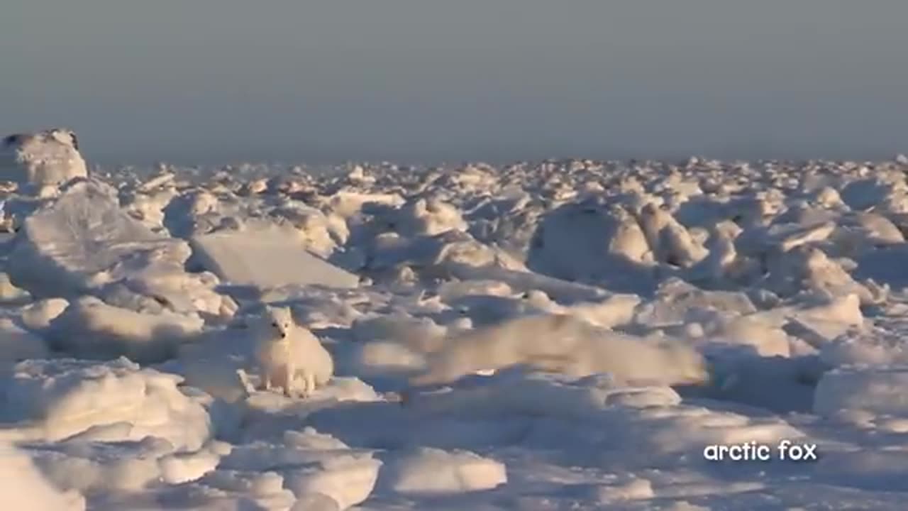 A Walk in the Arctic for Kids _ Educational Video for Early Learners
