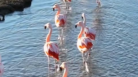 🦩 Why Do Flamingos Stand on One Leg? (The Truth Will Shock You!)